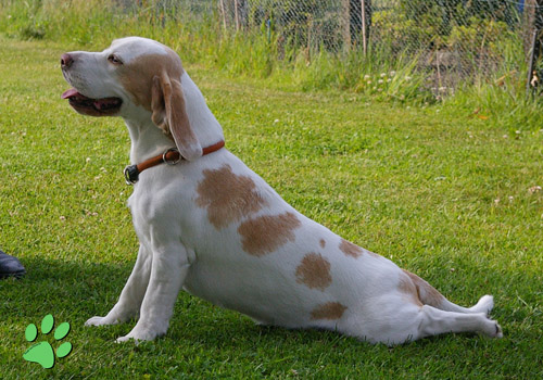 Beagle zeigt seine gesunde HÃ¼fte